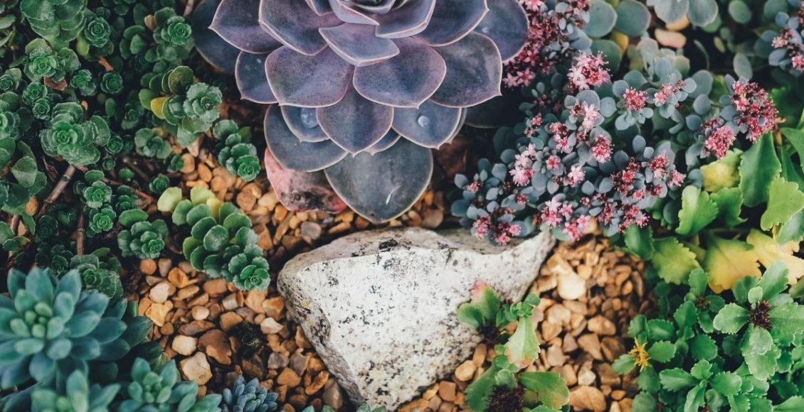 Suculentas - reprodução: Canva