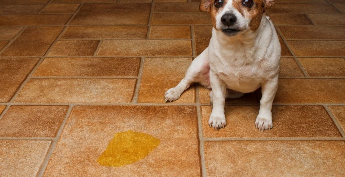 Misturinha caseira para afastar cachorro - reprodução: Canva