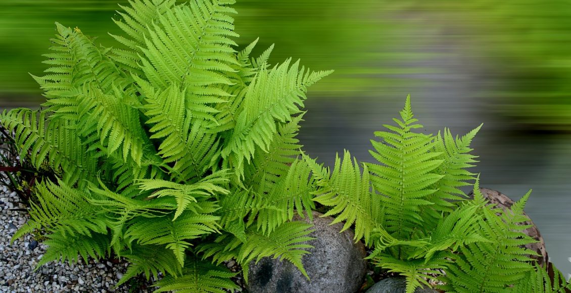 Dicas para manter suas samambaias lindas e saudáveis; coloque em prática já - Reprodução Pixabay