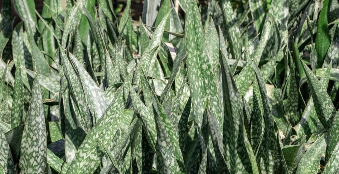 Espada-de-São-Jorge saiba como cultivar essa planta na sua casa foto reprodução canva