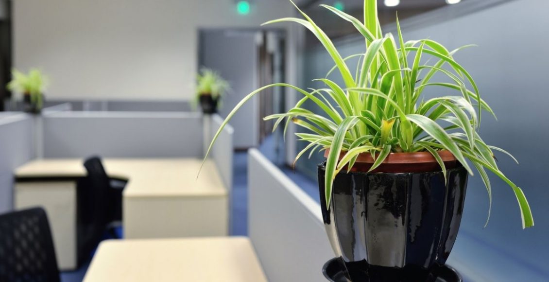 Está se sentindo estressado O que a ciência já sabe sobre as plantas de escritório - Reprodução Canva