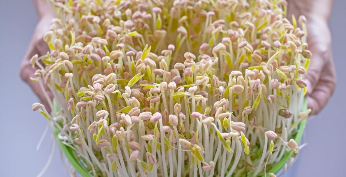 Já imaginou ter brotos de feijão moyashi em casa Aprenda o passo a passo do cultivo - Reprodução Canva (2)