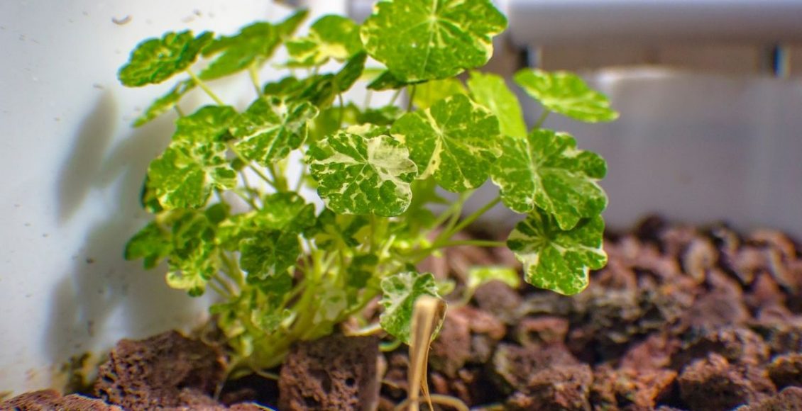 Descubra a luminosidade ideal para a sua planta! Aprenda hoje mesmo onde cultivar - Reprodução Canva