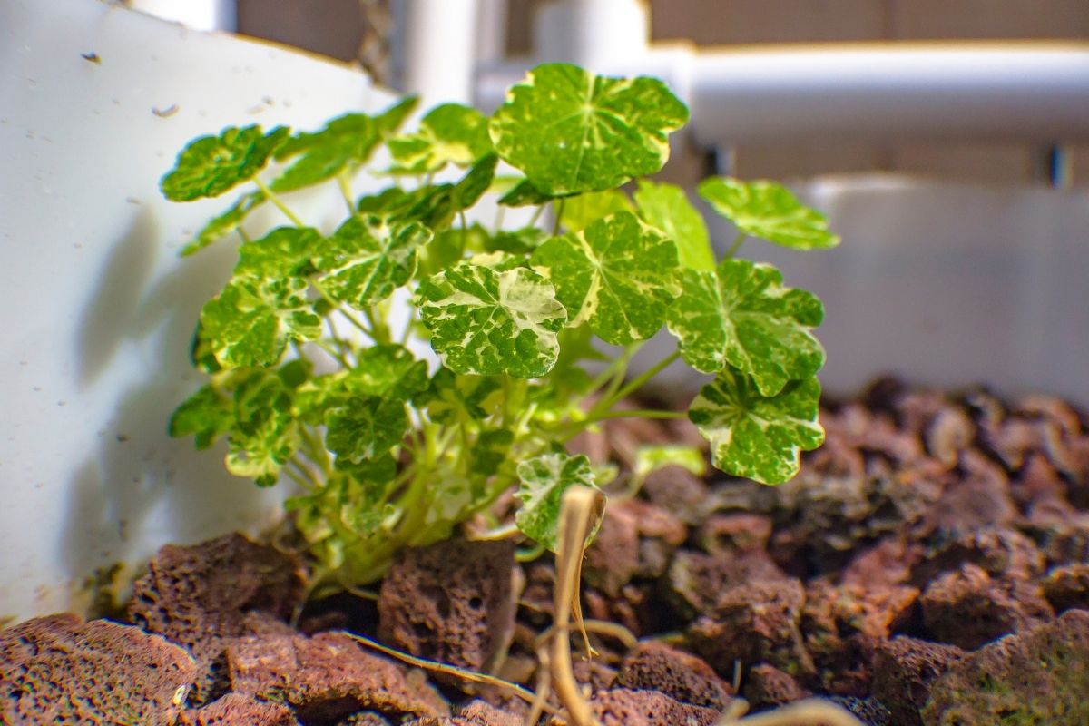 Descubra a luminosidade ideal para a sua planta! Aprenda hoje mesmo onde cultivar - Reprodução Canva