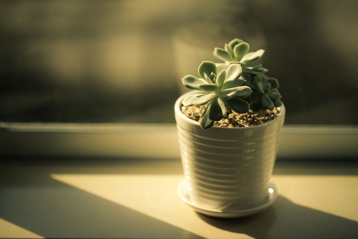 Descubra a luminosidade ideal para a sua planta! Aprenda hoje mesmo onde cultivar - Reprodução Canva (2)