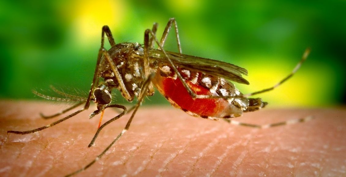 Armadilha antimosquito - Reprodução Canva