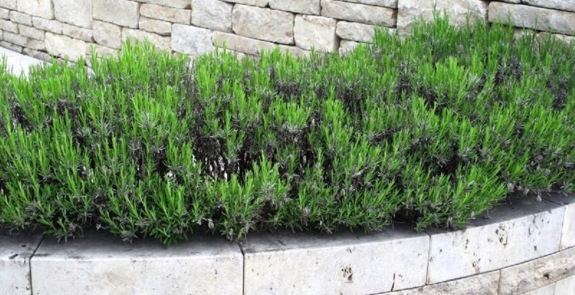 Muro no paisagismo como decorar o muro e torná-lo visivelmente belo foto reproduzida do canva