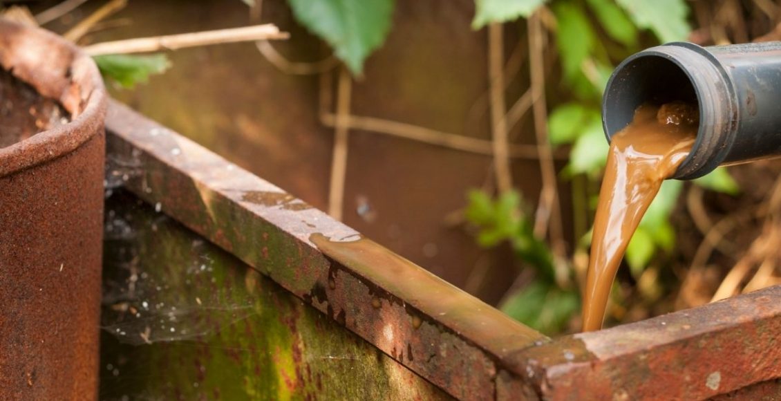 Não jogue seu chorume fora! Aprenda a utilizá-lo em vasos e jardins - Reprodução Canva (2)