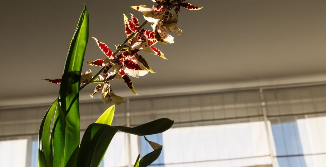 No sol ou na sombra Descubra o lugar ideal para deixar as suas orquídeas - Reprodução Canva (2)