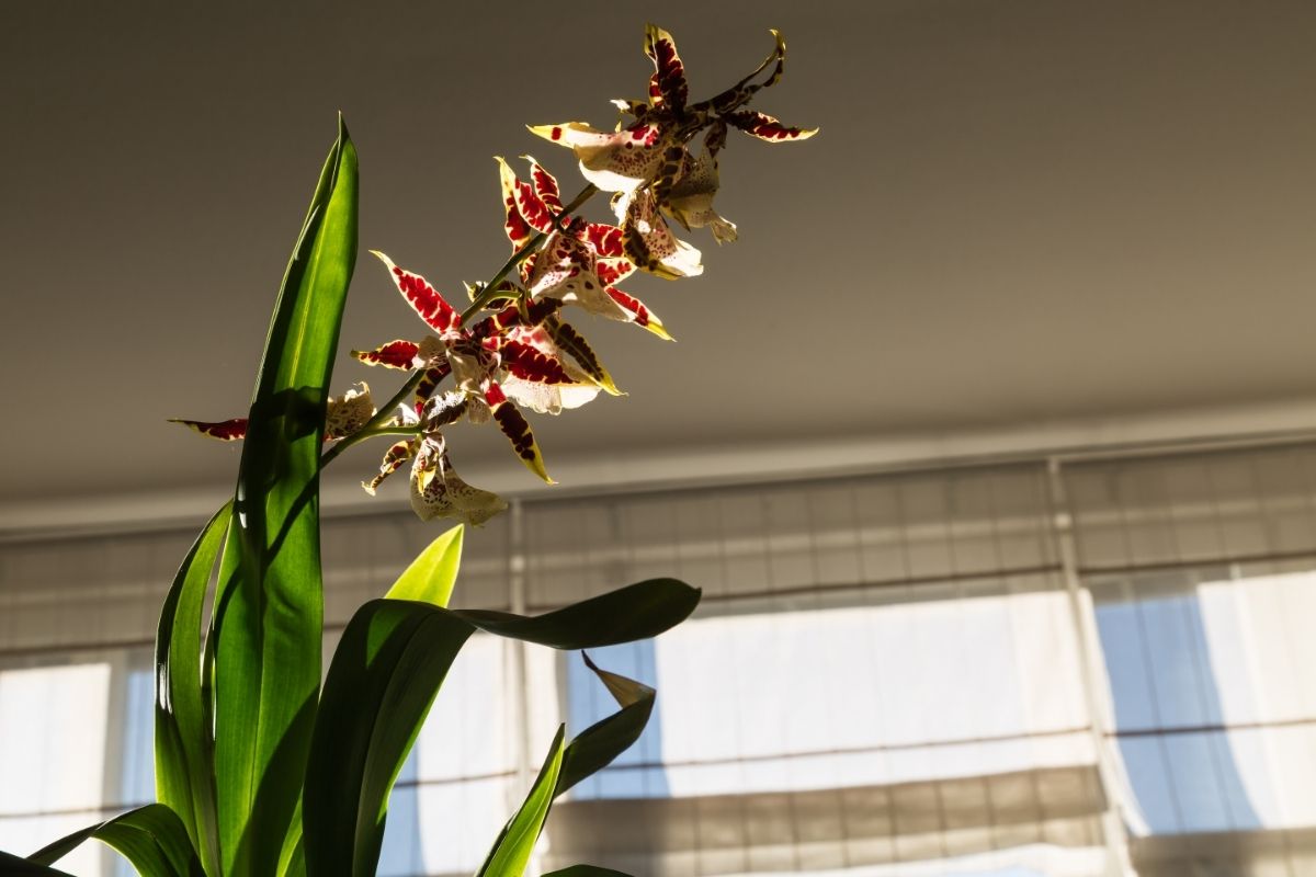 No sol ou na sombra Descubra o lugar ideal para deixar as suas orquídeas - Reprodução Canva (2)