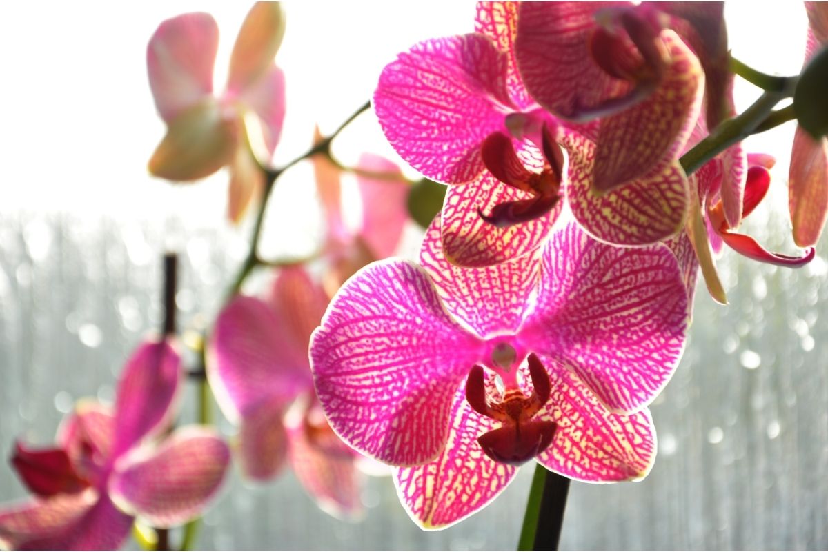 No sol ou na sombra Descubra o lugar ideal para deixar as suas orquídeas - Reprodução Canva