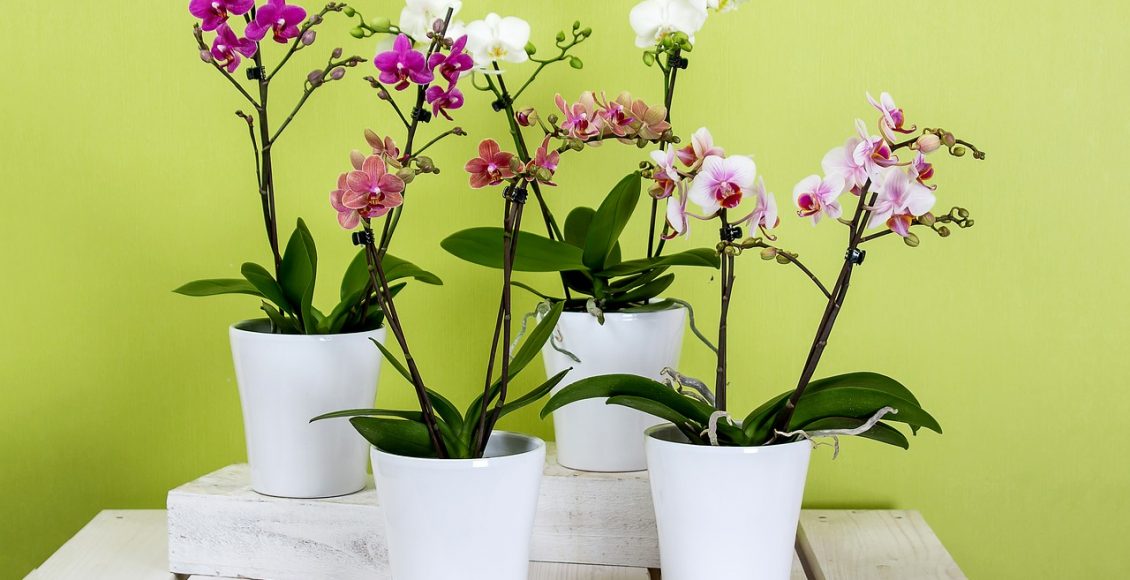 Orquídeas em vasos como cuidá-las e estimular o seu florescimento - Reprodução Pixabay