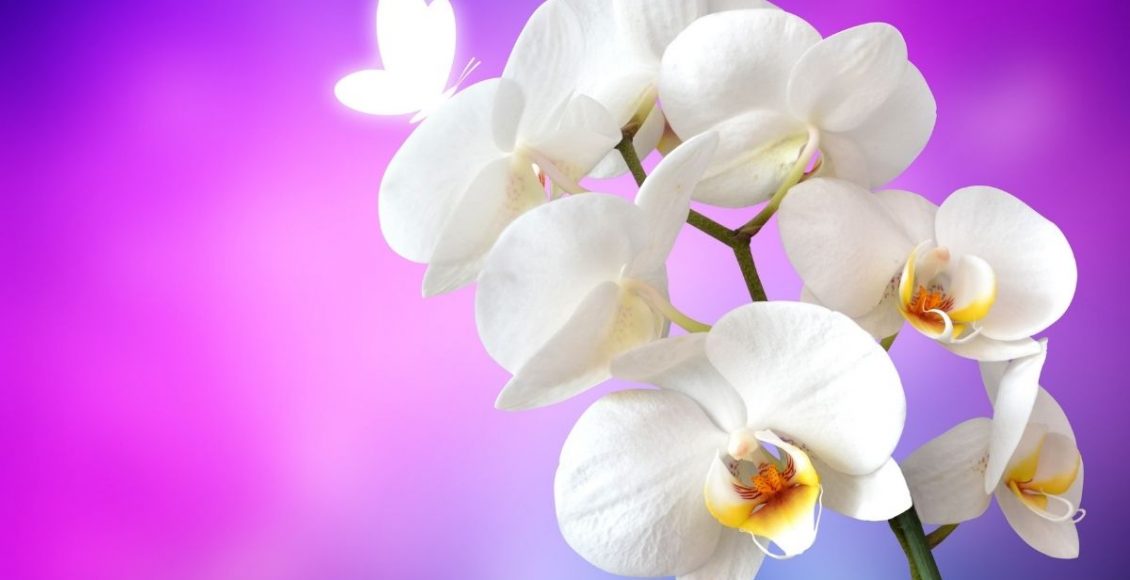 Os 4 segredos das orquídeas! Saiba o que fazer para ter sucesso no cultivo- Reprodução Canva