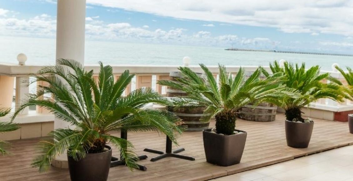 Palmeiras para vasos cultive essas espécies na sua casa foto reprodução canva