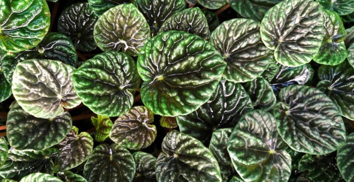 Peperômias aprenda a cuidar delas e tenha plantas encantadoras foto reprodução canva