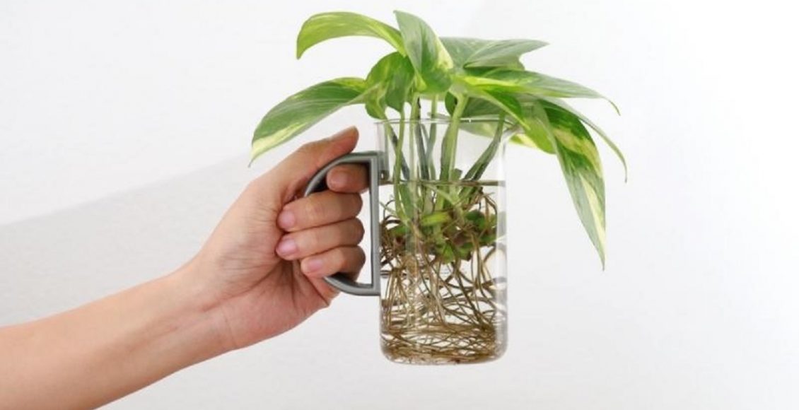 Plantas cultivadas em água é possível, veja com quais espécies foto reprodução canva