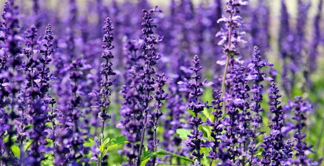 Plantas medicinais para cultivar em casa veja essa lista para o seu jardim foto reprodução canva