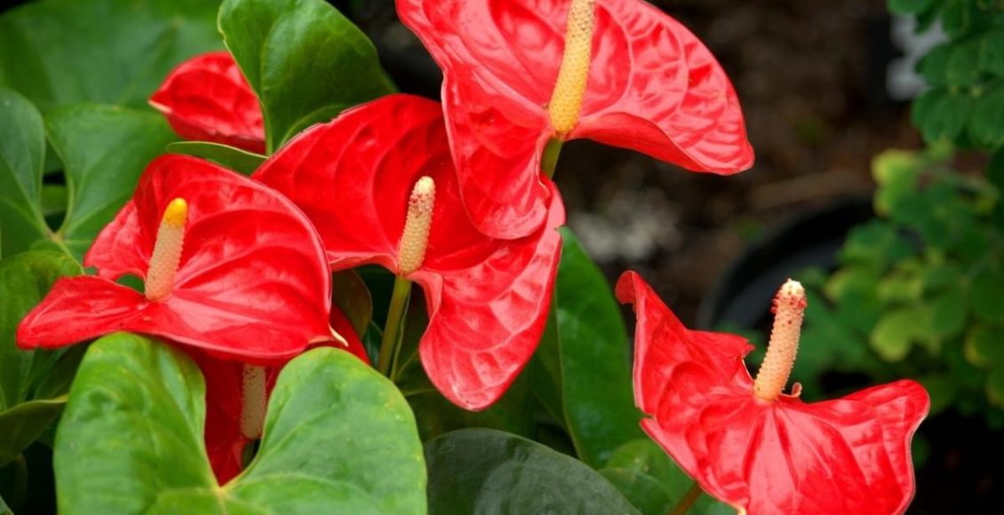 Plantas para jardim de inverno veja algumas para utilizar no seu foto reprodução canva