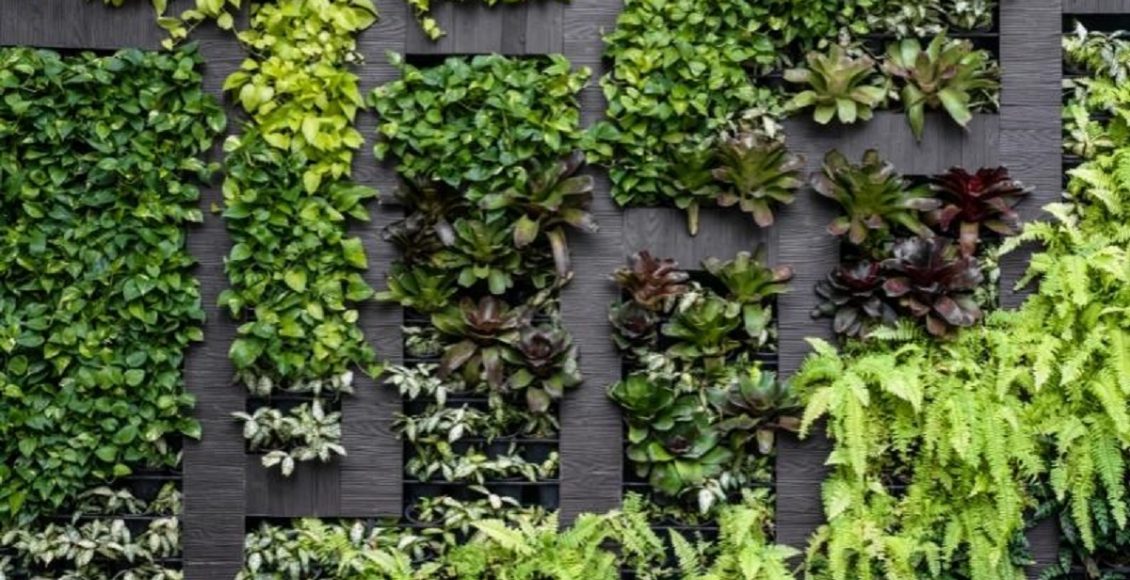 Plantas para jardim vertical veja algumas espécies que você pode usar foto reprodução pexels