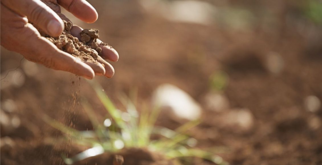 Posso botar a terra do chão no vaso de casa Entenda os possíveis problemas dessa prática - Reprodução Canva
