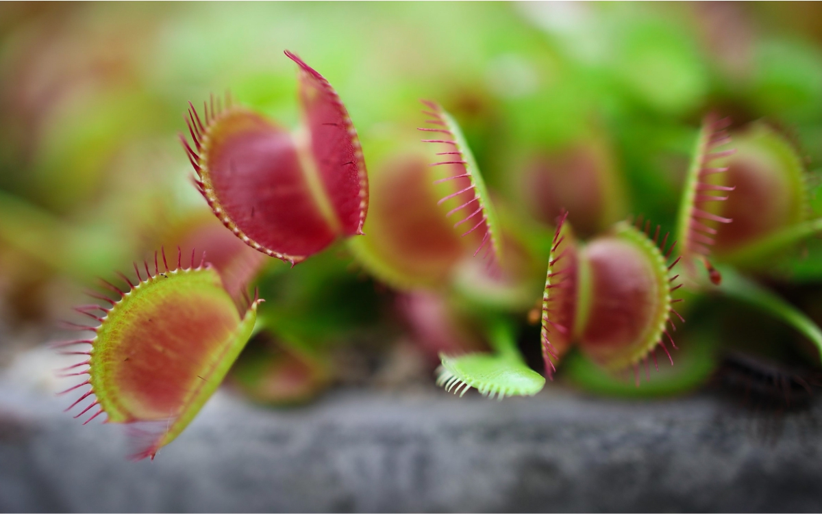 Plantas Carnívoras: uma nova visão sobre os seus benefícios para o ser humano - reprodução Pexels