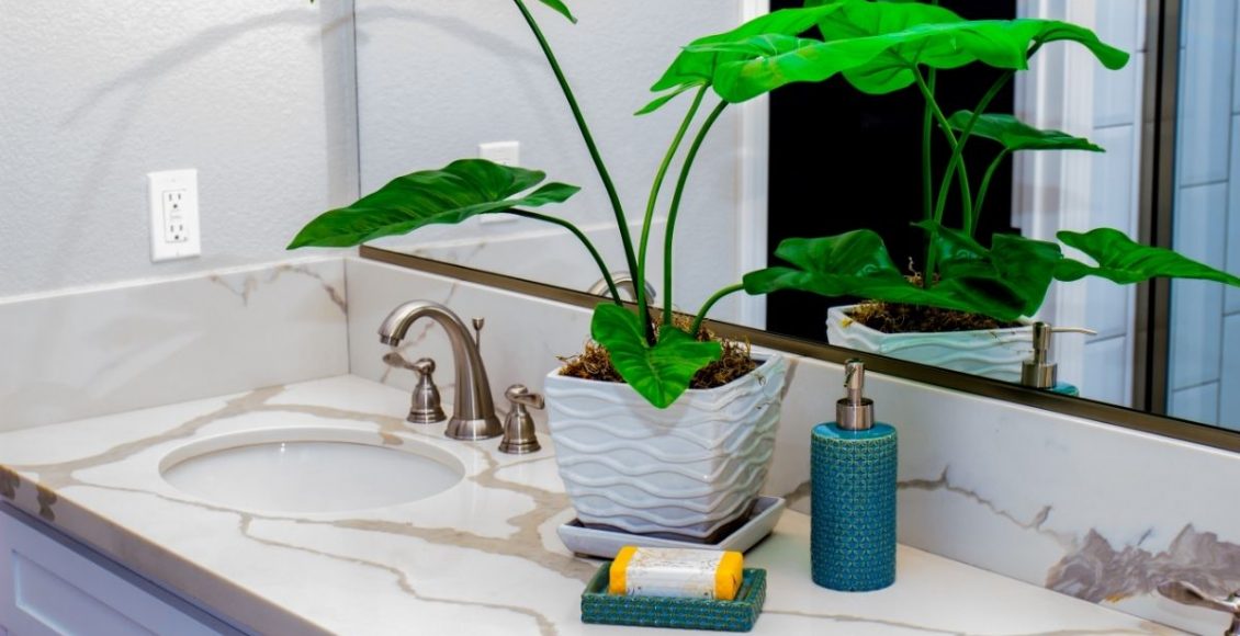Quer deixar seu banheiro mais charmoso 5 plantas para cultivar lá dentro - Reprodução Canva (2)