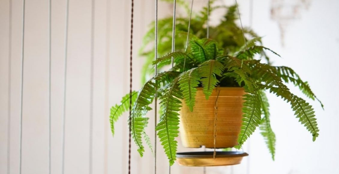 Samambaia saiba como cuidar dessa planta e deixá-la cheia de vida foto reprodução canva