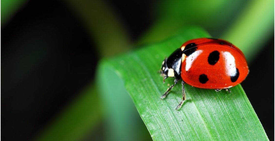 Será que todo inseto é praga Conheça 4 tipos de insetos amigos do seu jardim - Reprodução Canva