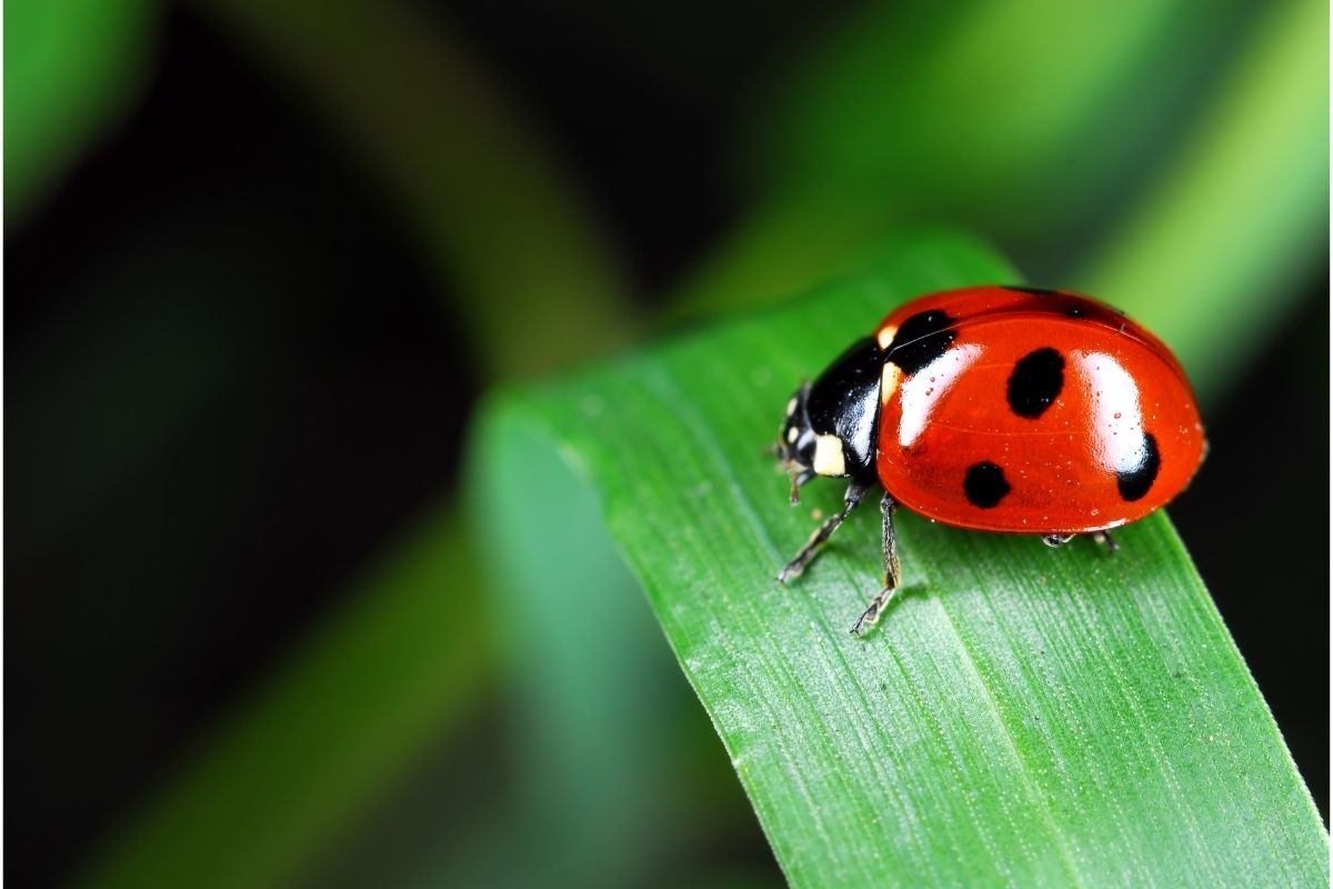 Será que todo inseto é praga Conheça 4 tipos de insetos amigos do seu jardim - Reprodução Canva