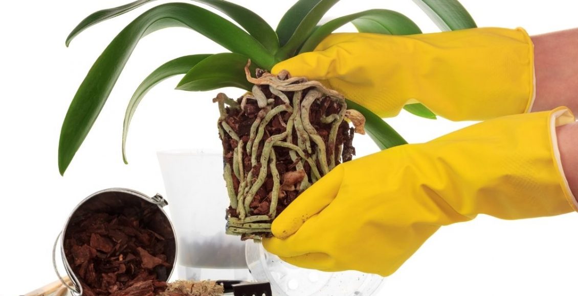 Sua orquídea parou de florir Entenda agora as possíveis causas - Reprodução Canva