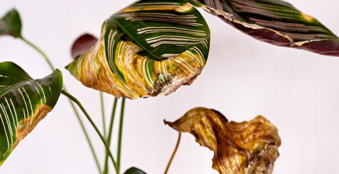 Sua planta está doente Aprenda agora como identificar se sim foto reprodução canva