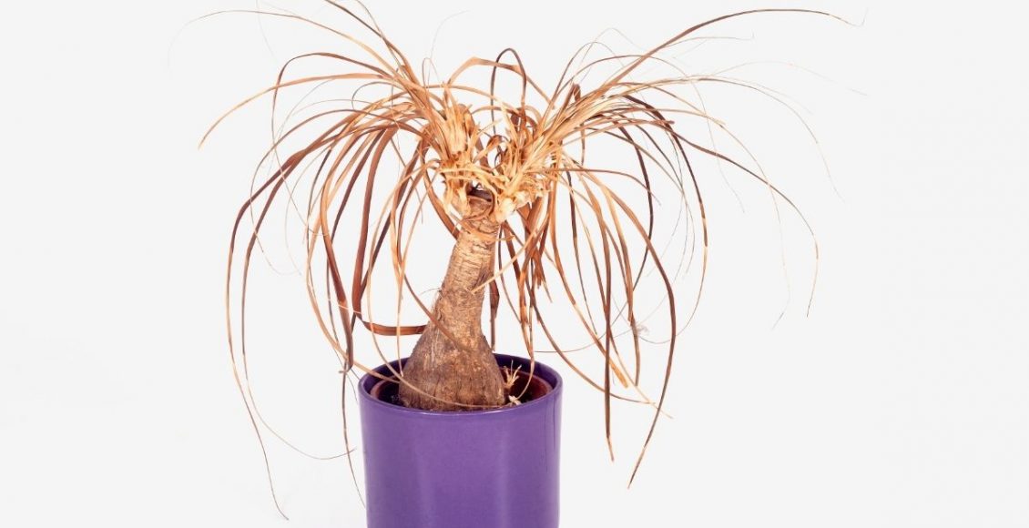 Sua planta pede água! Descubra os 3 sinais mais claros que indicam falta de água - Reprodução Canva (2)