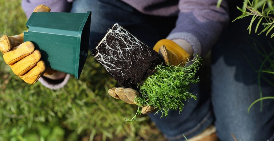 Suas plantas cresceram demais Aprenda a fazer a troca de vasos da forma correta - Reprodução Canva (2)