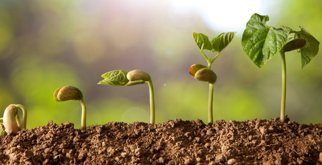 Suas plantas pararam de crescer Conheça o adubo mais popular do mercado - Reprodução Canva