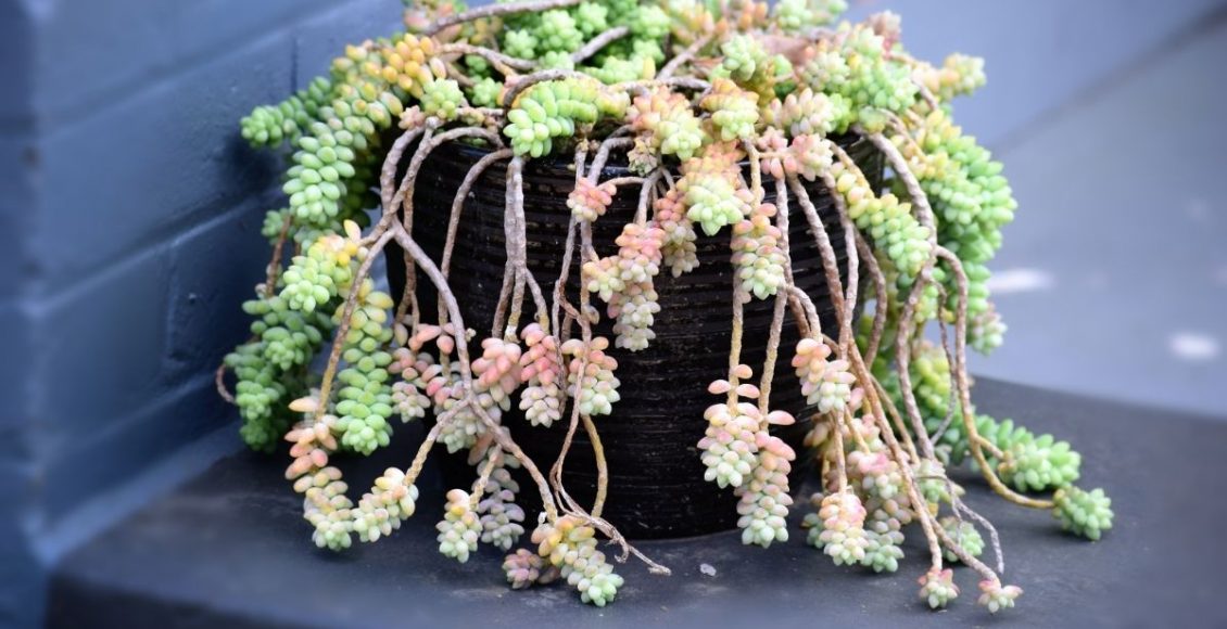 Suas plantas pararam de crescer Entenda as possíveis causas e corrija o problema - Reprodução Canva