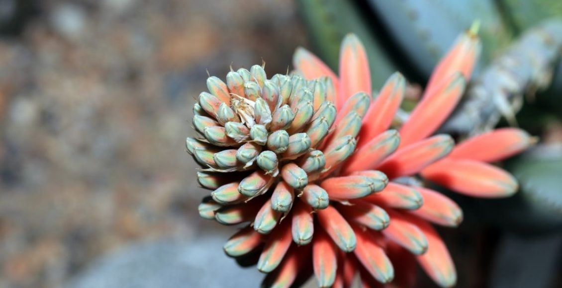 Suas suculentas estão deformadas Entenda as causas do estiolamento e como consertar - Reprodução Canva (1)