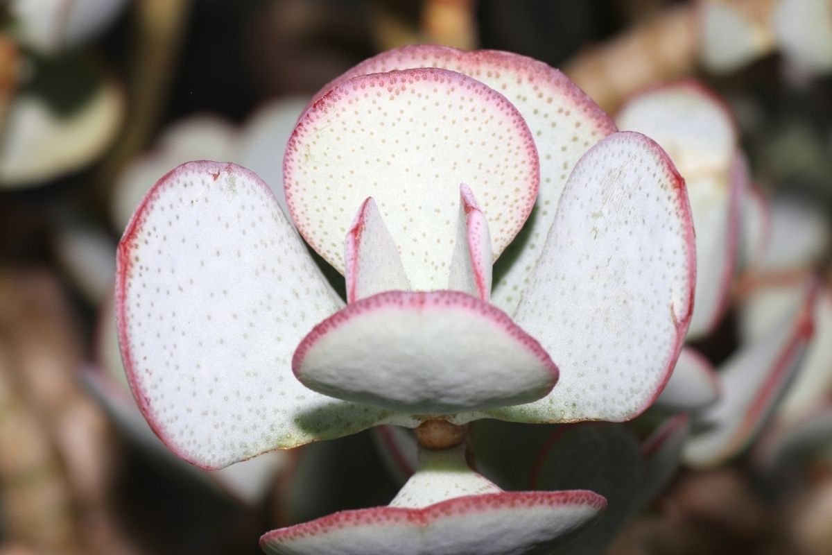 Suas suculentas estão deformadas Entenda as causas do estiolamento e como consertar - Reprodução Canva