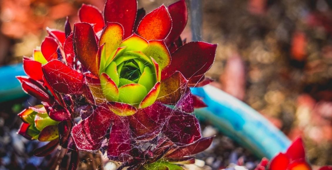 Suculentas coloridas 2 segredos para deixar suas suculentas mais vermelhas e alaranjadas - Reprodução Canva (2) (1)