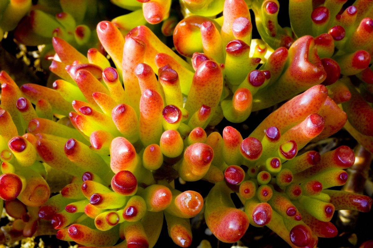 Suculentas coloridas 2 segredos para deixar suas suculentas mais vermelhas e alaranjadas - Reprodução Canva (2)