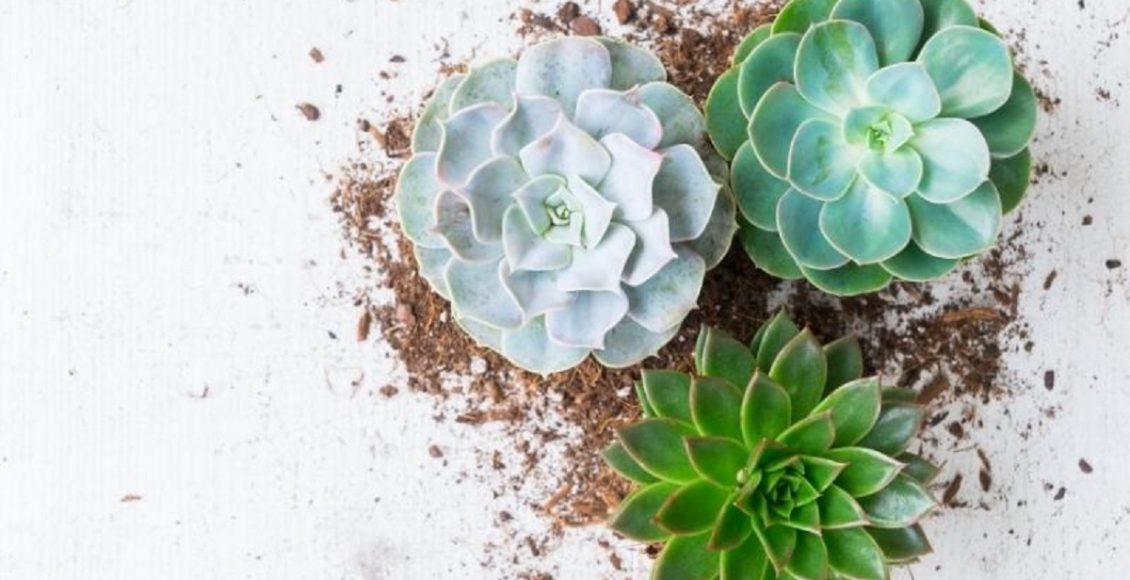 Suculentas não faça isso se você quer que a sua sobreviva foto reprodução canva