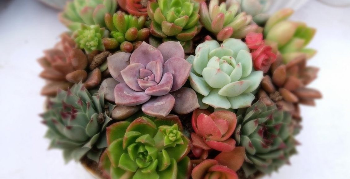 Suculentas veja como cultivá-las na sua casa da melhor forma foto reprodução canva