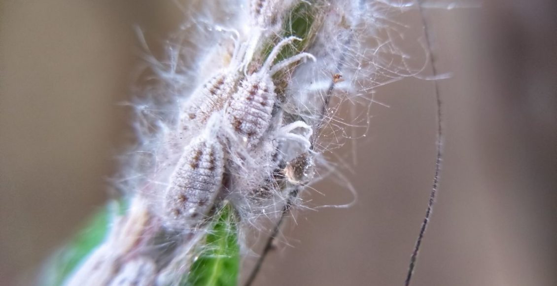 O que é cochonilha- Reprodução Canva