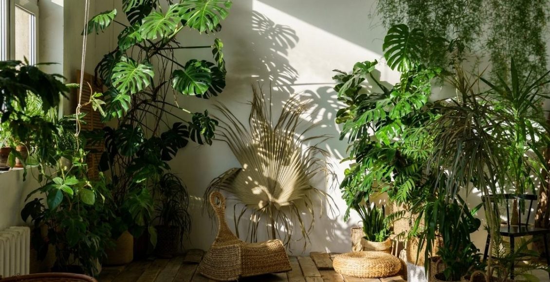 Urban Jungle saiba o que é e como usar essa tendência na sua casa foto reprodução canva