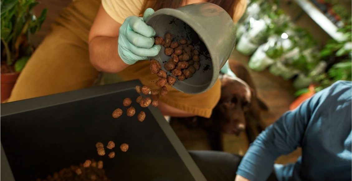 Você coloca pedras de drenagem nos seus vasos Entenda os possíveis benefícios - Reprodução Canva