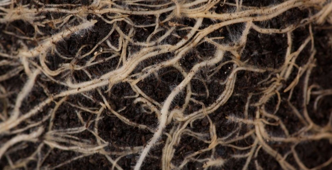 Você conhece as cochonilhas de raiz Entenda praga peculiar que atinge as raízes da sua planta - Reprodução Canva