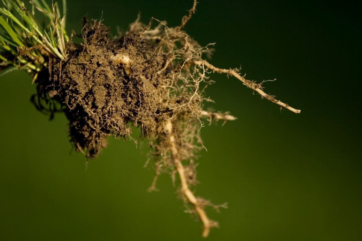 Você conhece as cochonilhas de raiz Entenda praga peculiar que atinge as raízes da sua planta - Reprodução Canva (2)