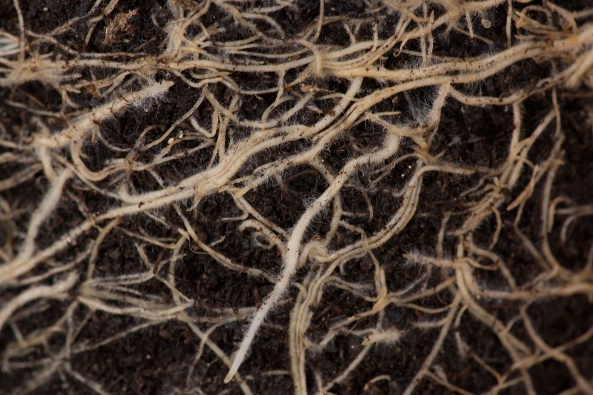 Você conhece as cochonilhas de raiz Entenda praga peculiar que atinge as raízes da sua planta - Reprodução Canva