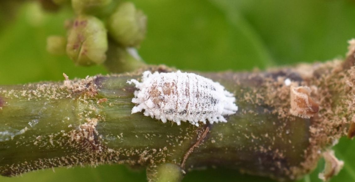 Você conhece as cochonilhas de carapaça Entenda os problemas que ela traz para a sua planta - Reprodução Canva(2)