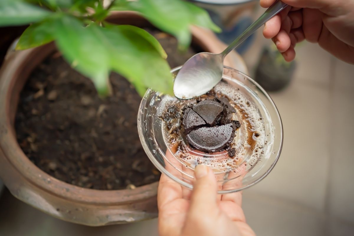 Você já usou borra de café para adubar Descubra os benefícios desse ingrediente para o solo - Reprodução Canva (2)