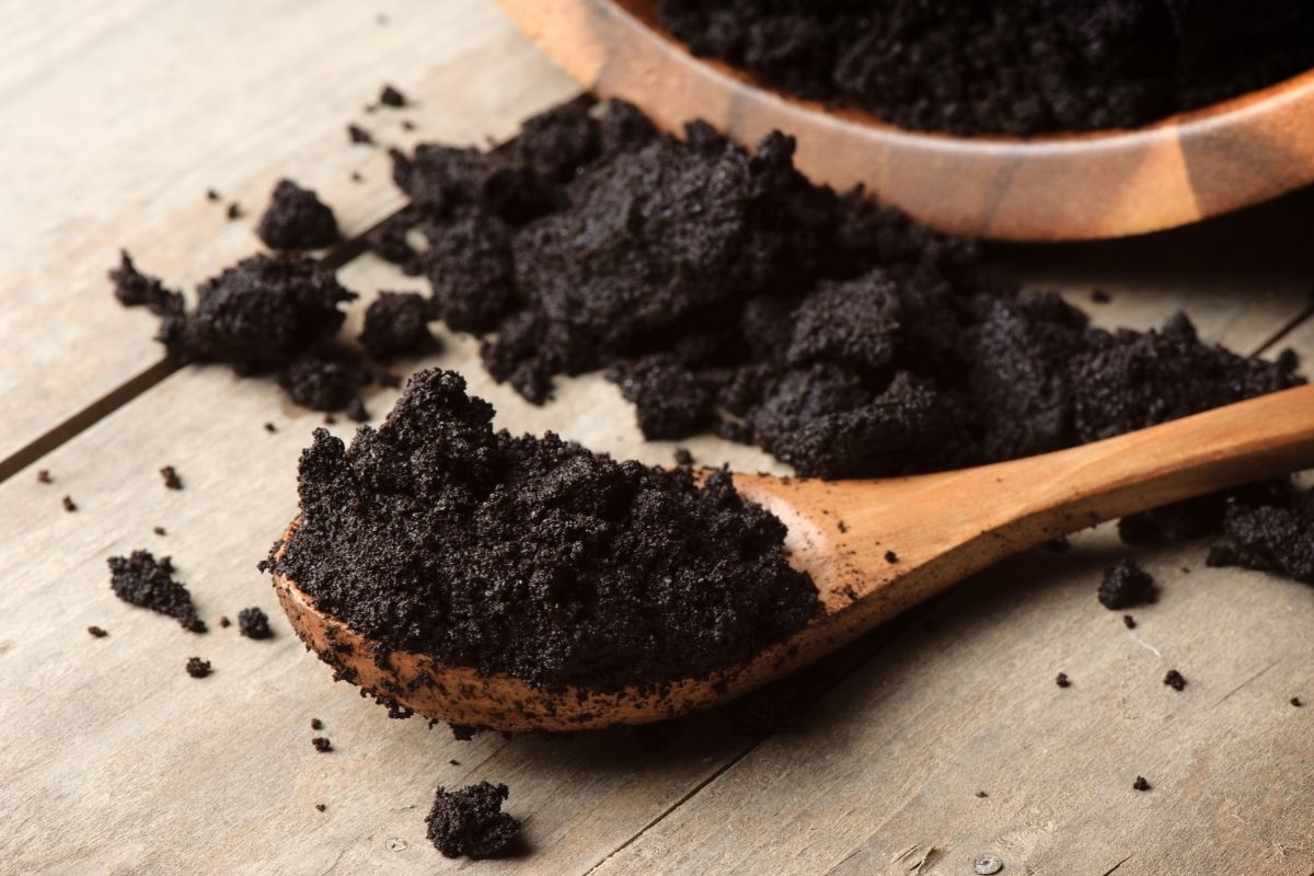 Você já usou borra de café para adubar Descubra os benefícios desse ingrediente para o solo - Reprodução Canva